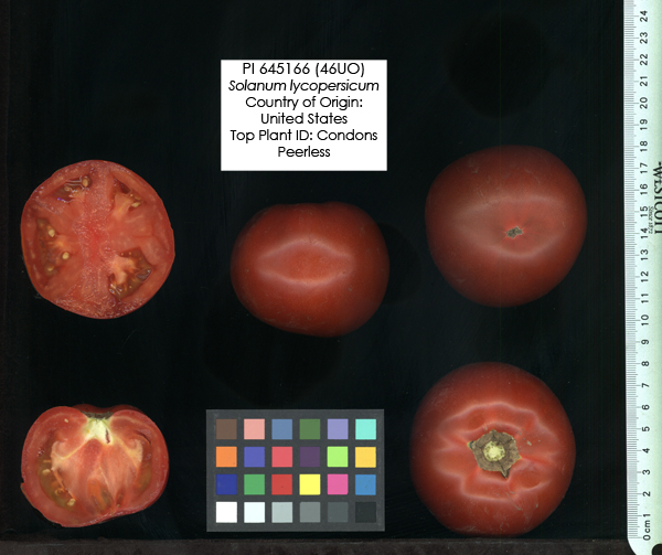 Click for 2 image(s) for this accession. FRUIT