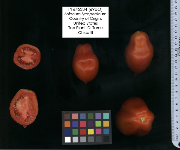 Click for 2 image(s) for this accession. FRUIT