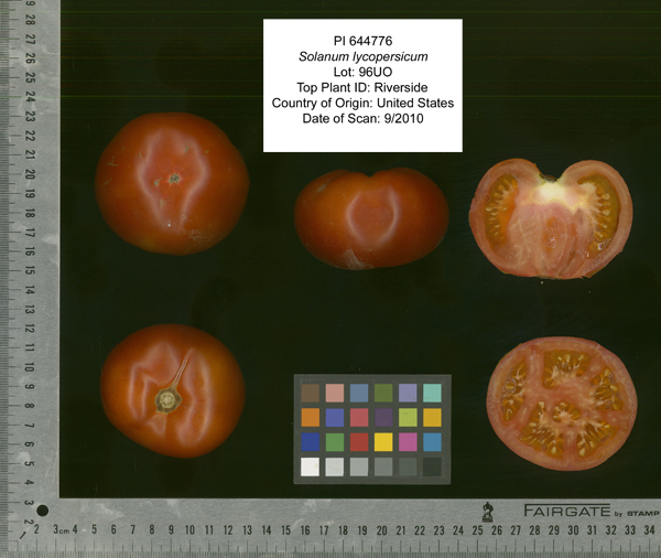 Click for 2 image(s) for this accession. FRUIT