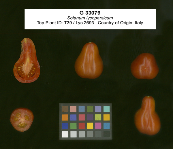 FRUIT