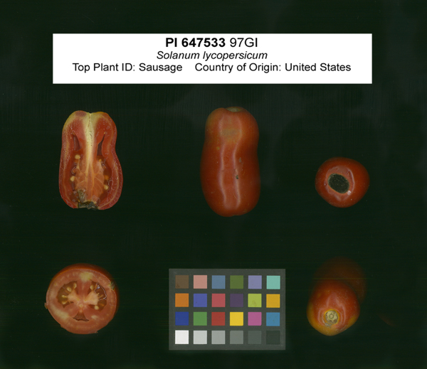 Click for 2 image(s) for this accession. FRUIT