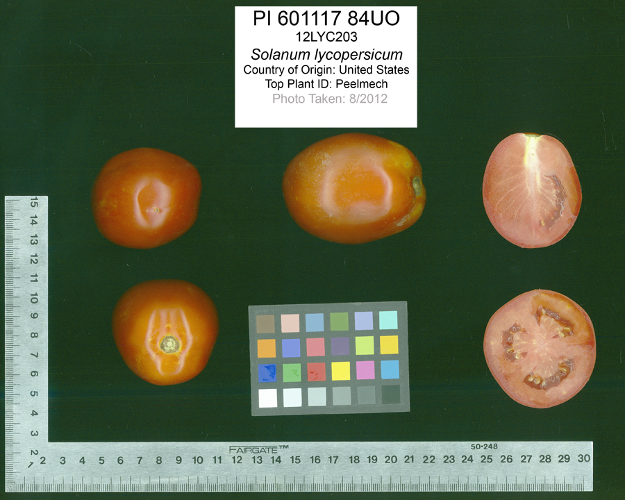 Click for 2 image(s) for this accession. FRUIT