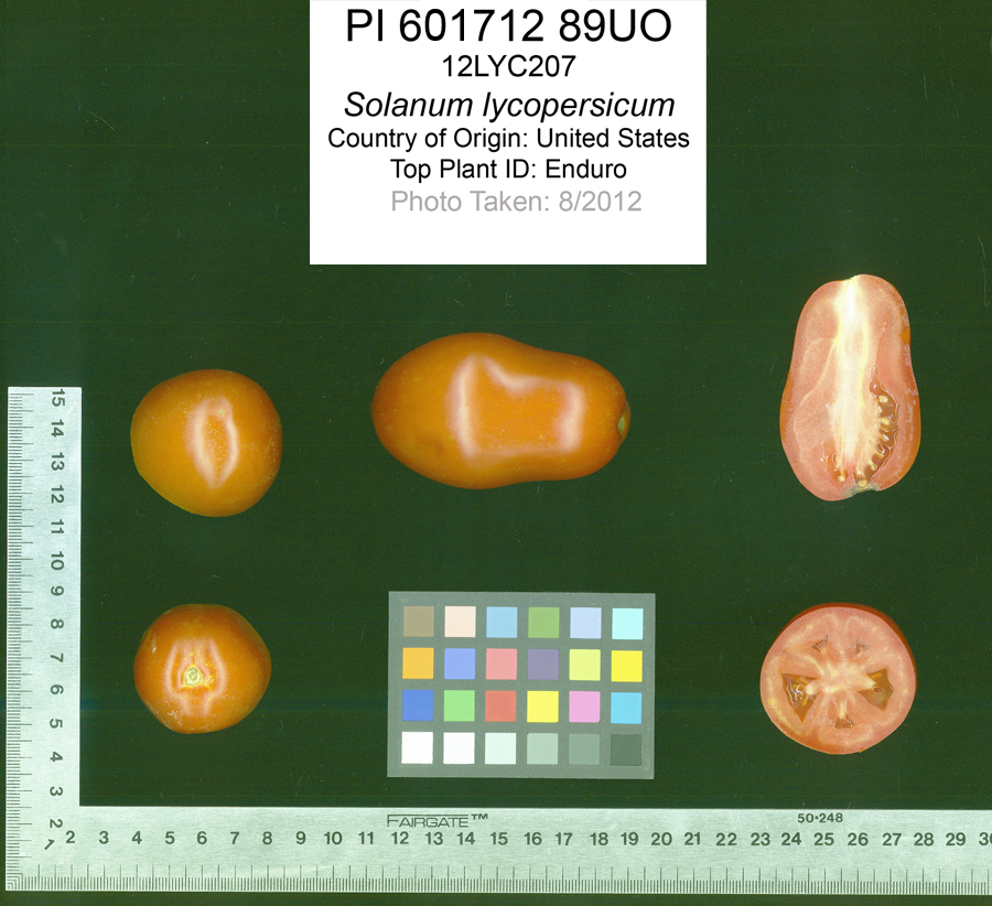 Click for 2 image(s) for this accession. FRUIT