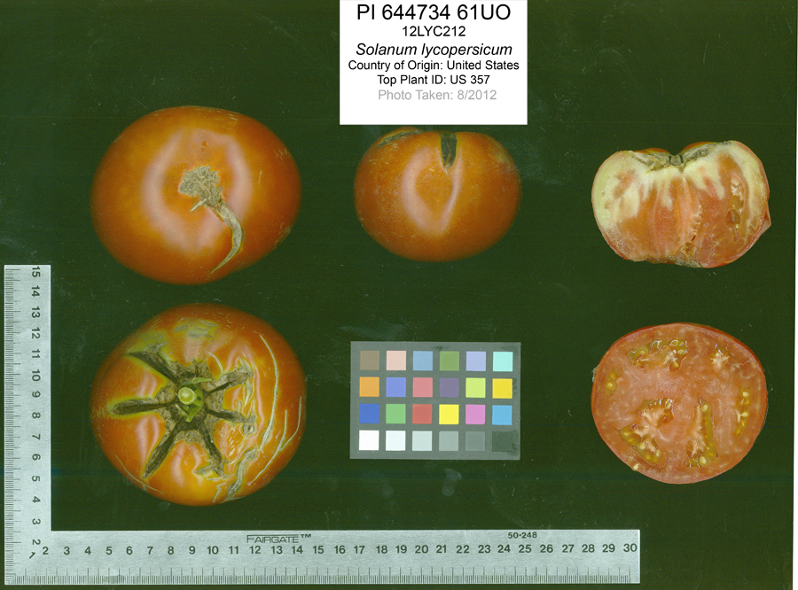 Click for 2 image(s) for this accession. FRUIT