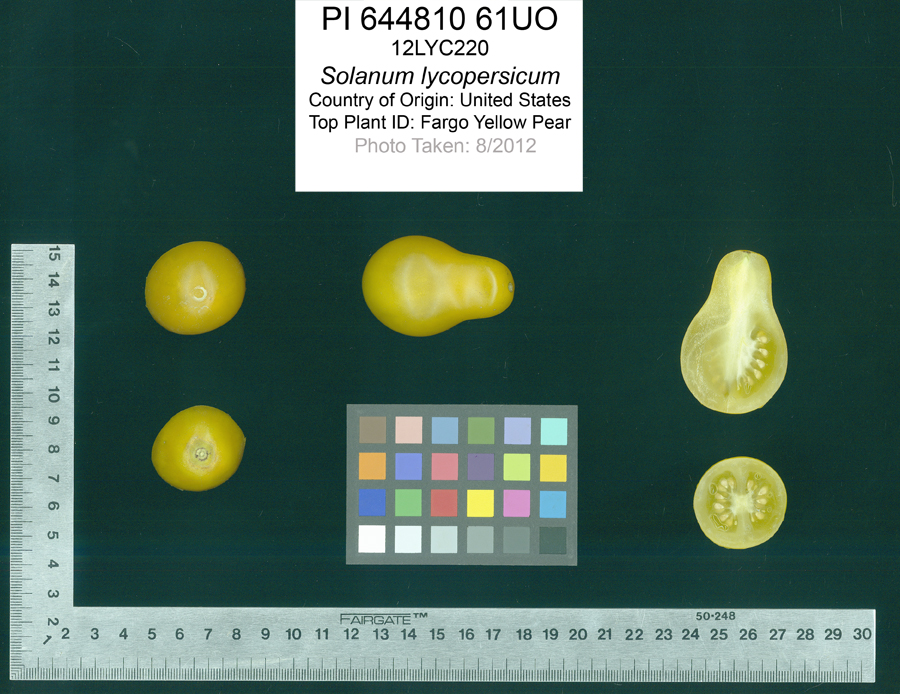 Click for 2 image(s) for this accession. FRUIT