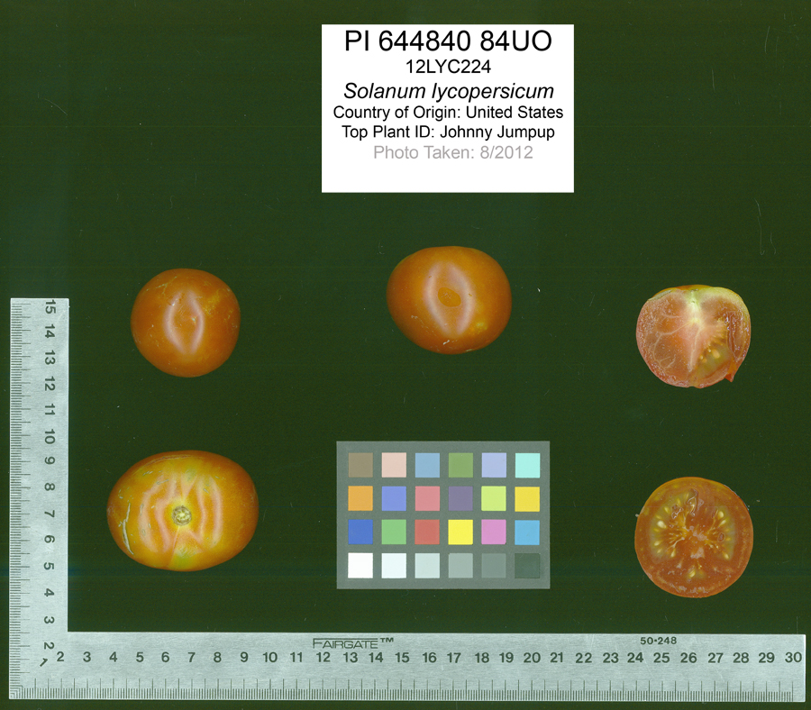 Click for 2 image(s) for this accession. FRUIT