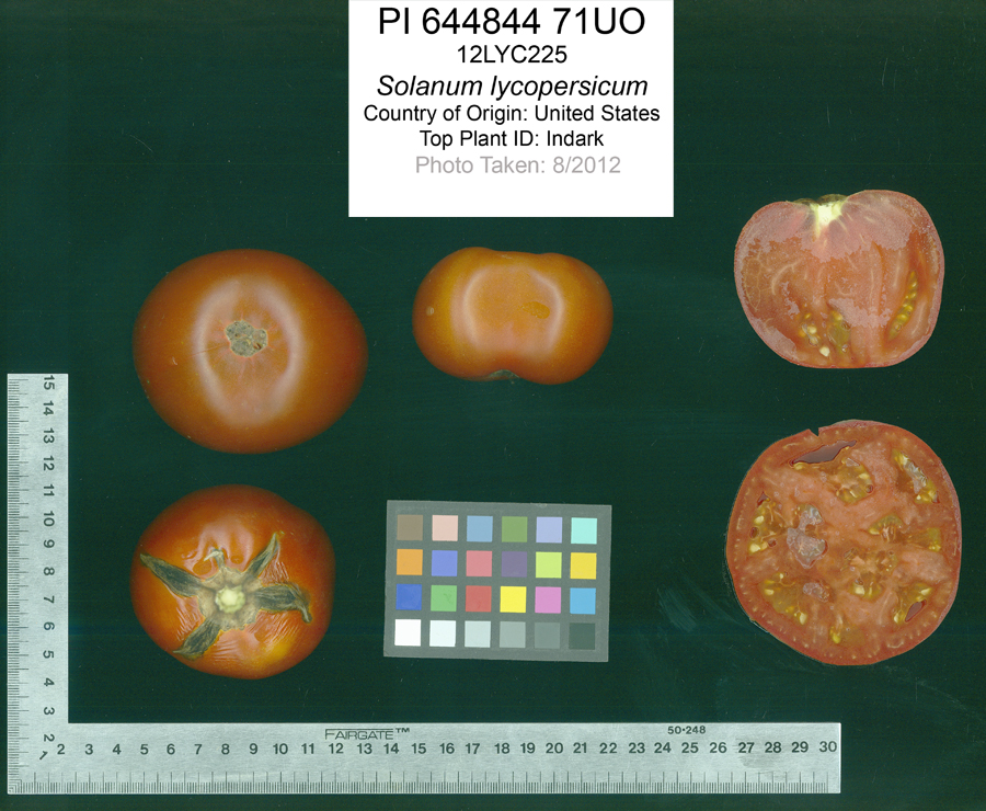 Click for 2 image(s) for this accession. FRUIT
