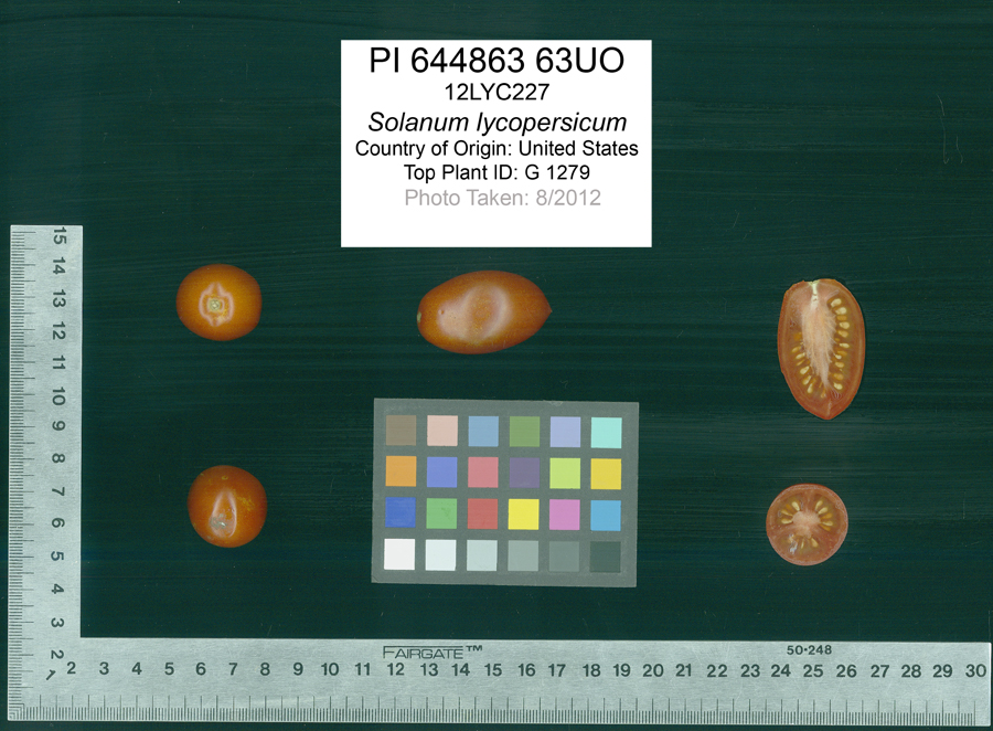 Click for 2 image(s) for this accession. FRUIT