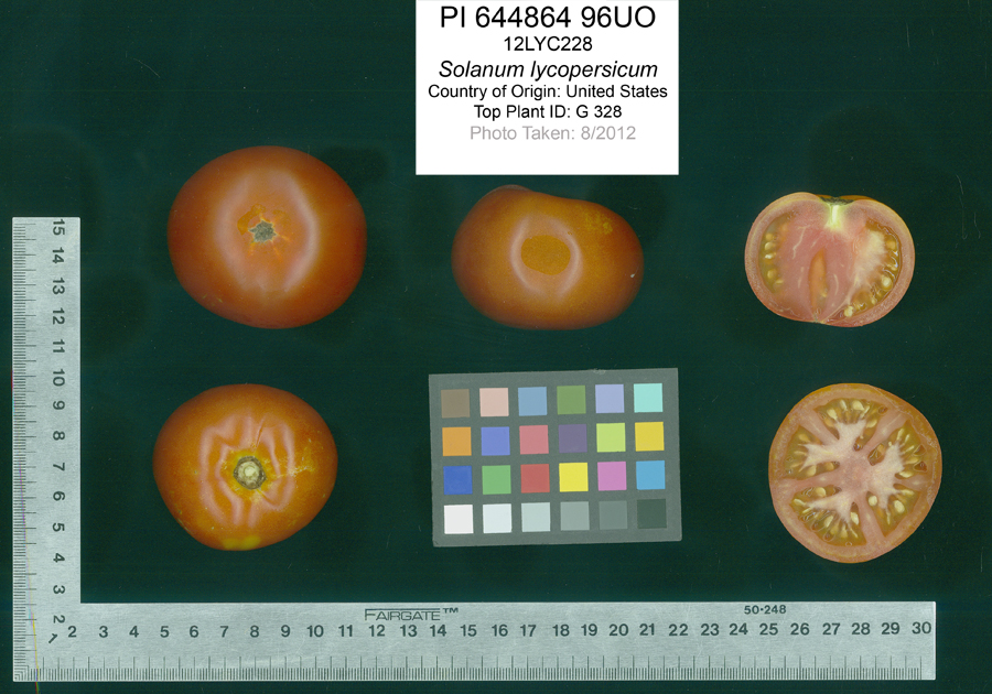 Click for 2 image(s) for this accession. FRUIT