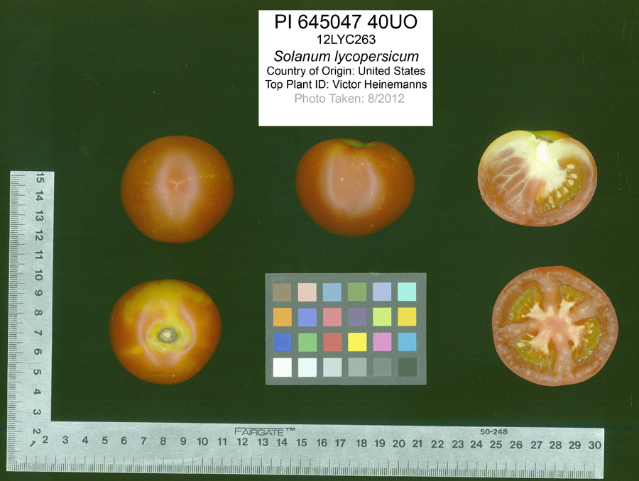 Click for 2 image(s) for this accession. FRUIT