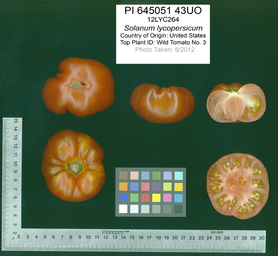 Click for 2 image(s) for this accession. FRUIT