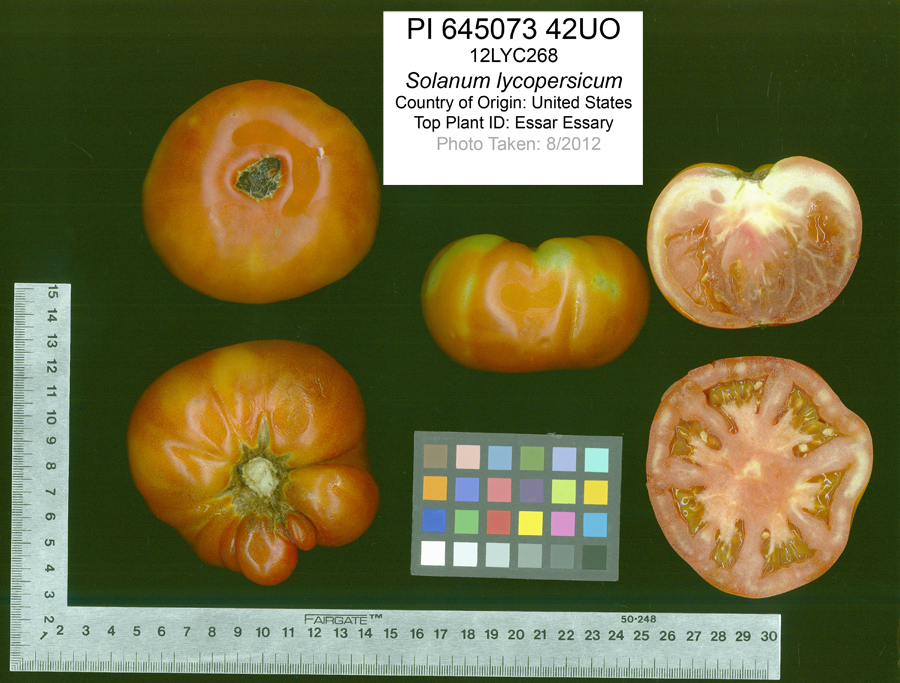 Click for 2 image(s) for this accession. FRUIT