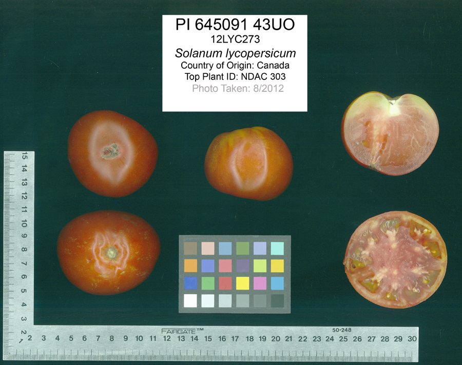 Click for 2 image(s) for this accession. FRUIT