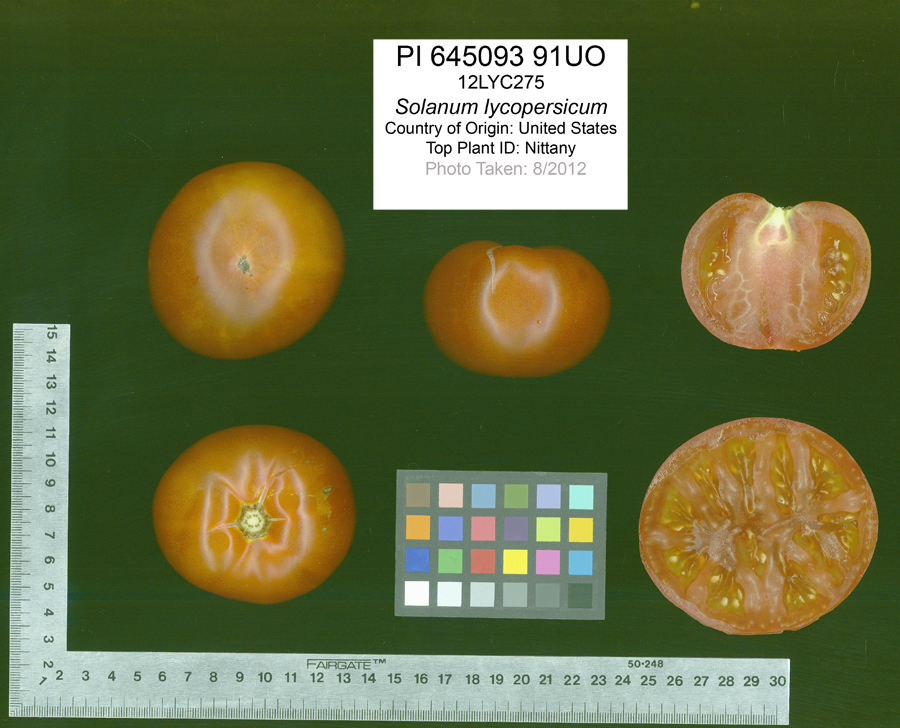 Click for 2 image(s) for this accession. FRUIT