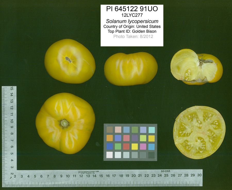 Click for 2 image(s) for this accession. FRUIT