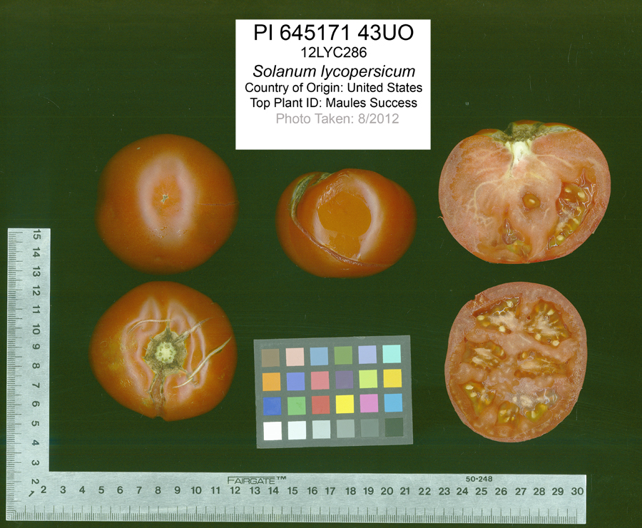 Click for 2 image(s) for this accession. FRUIT