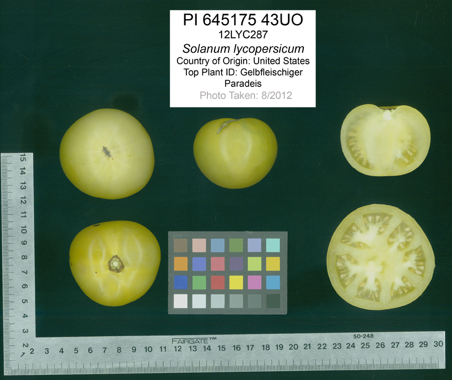 Click for 2 image(s) for this accession. FRUIT