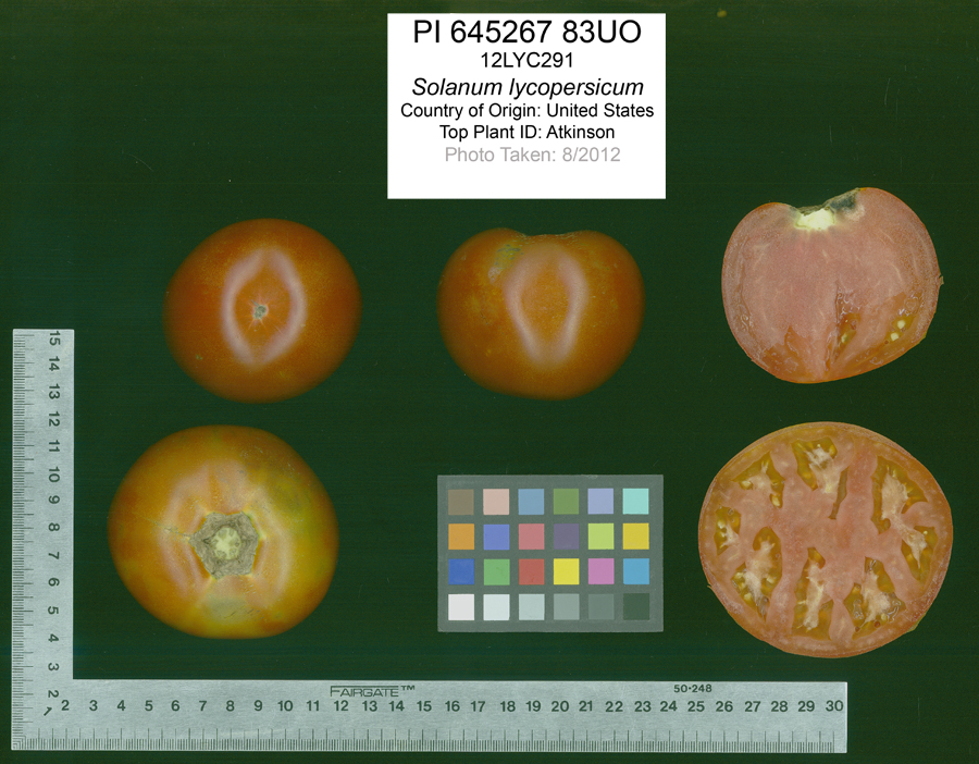 Click for 2 image(s) for this accession. FRUIT