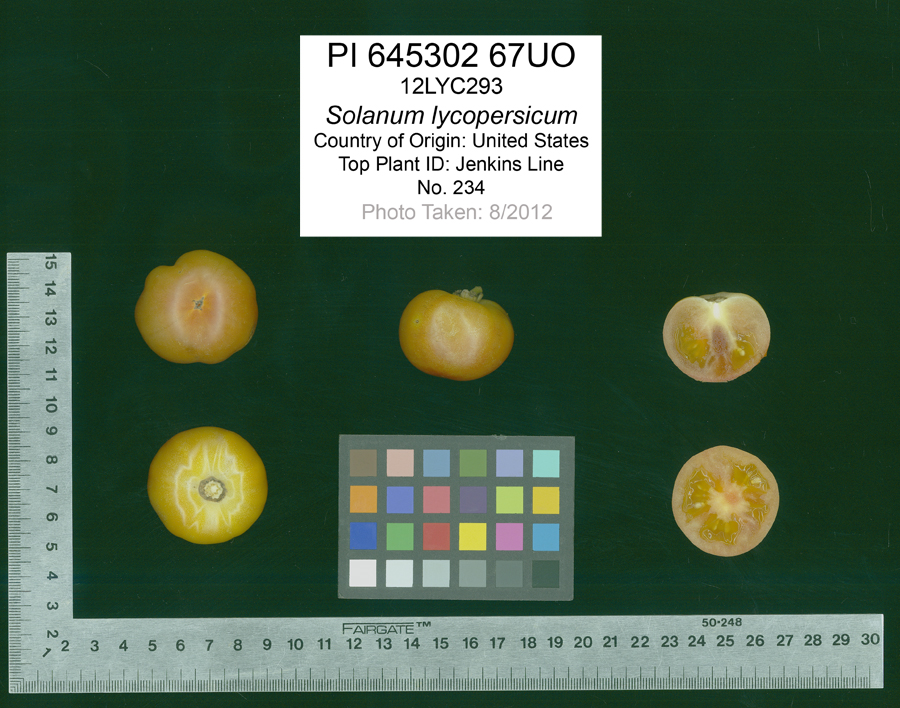Click for 2 image(s) for this accession. FRUIT