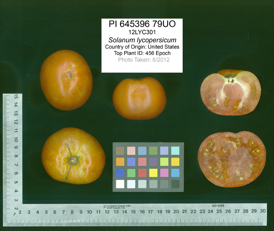 Click for 2 image(s) for this accession. FRUIT