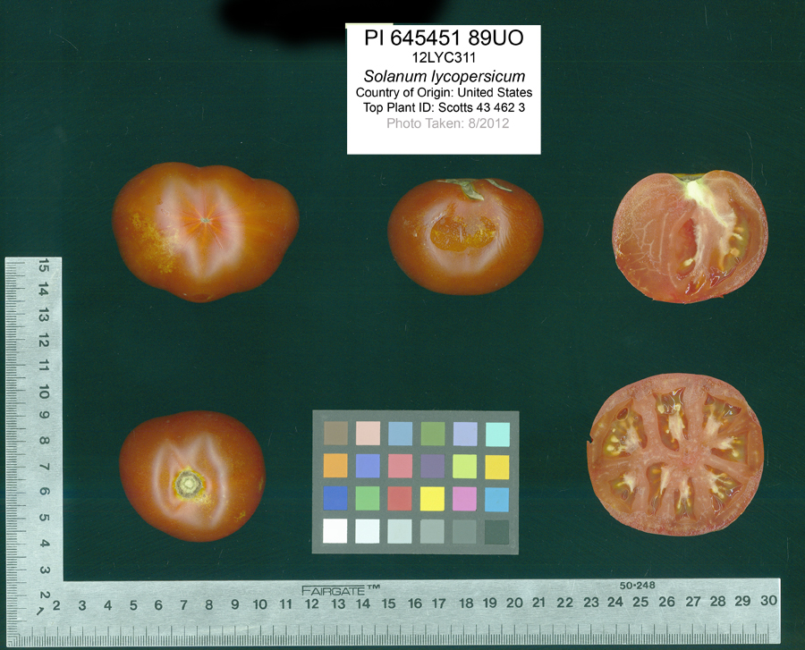 Click for 2 image(s) for this accession. FRUIT