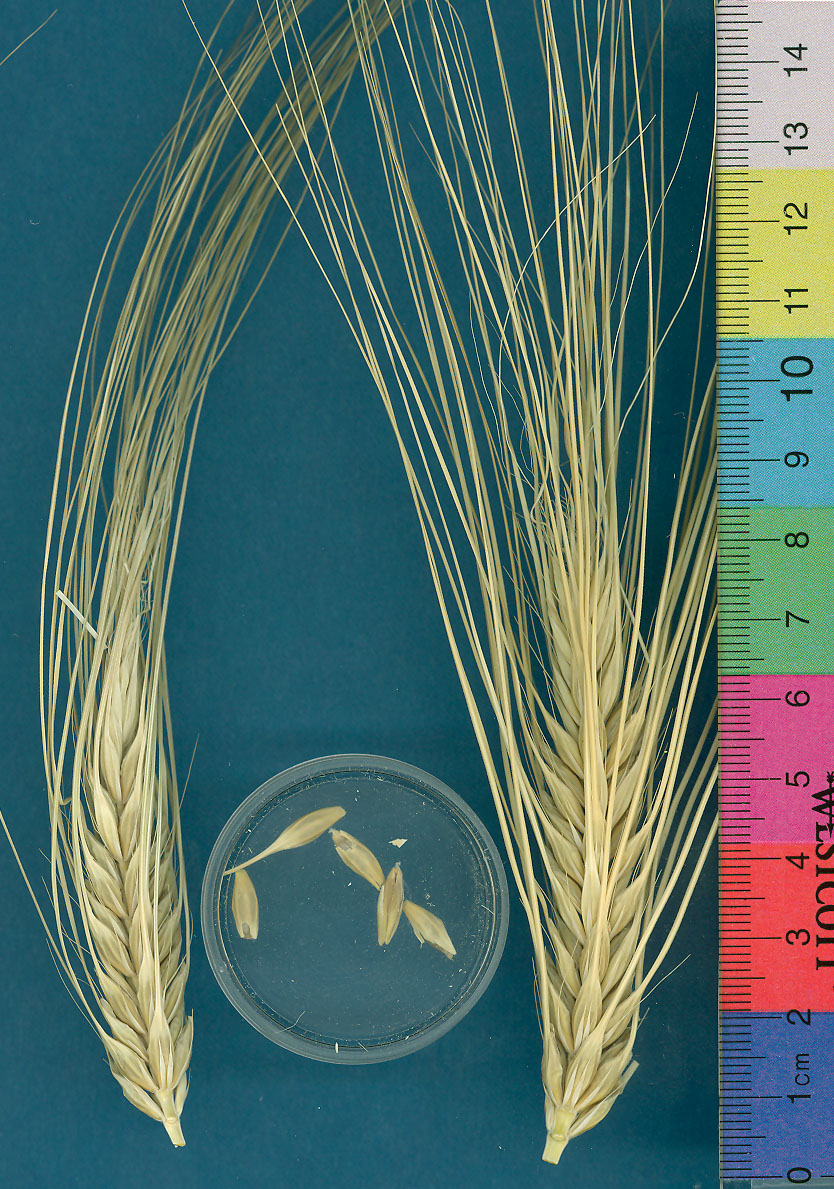 Click for 2 image(s) for this accession. KERNELS