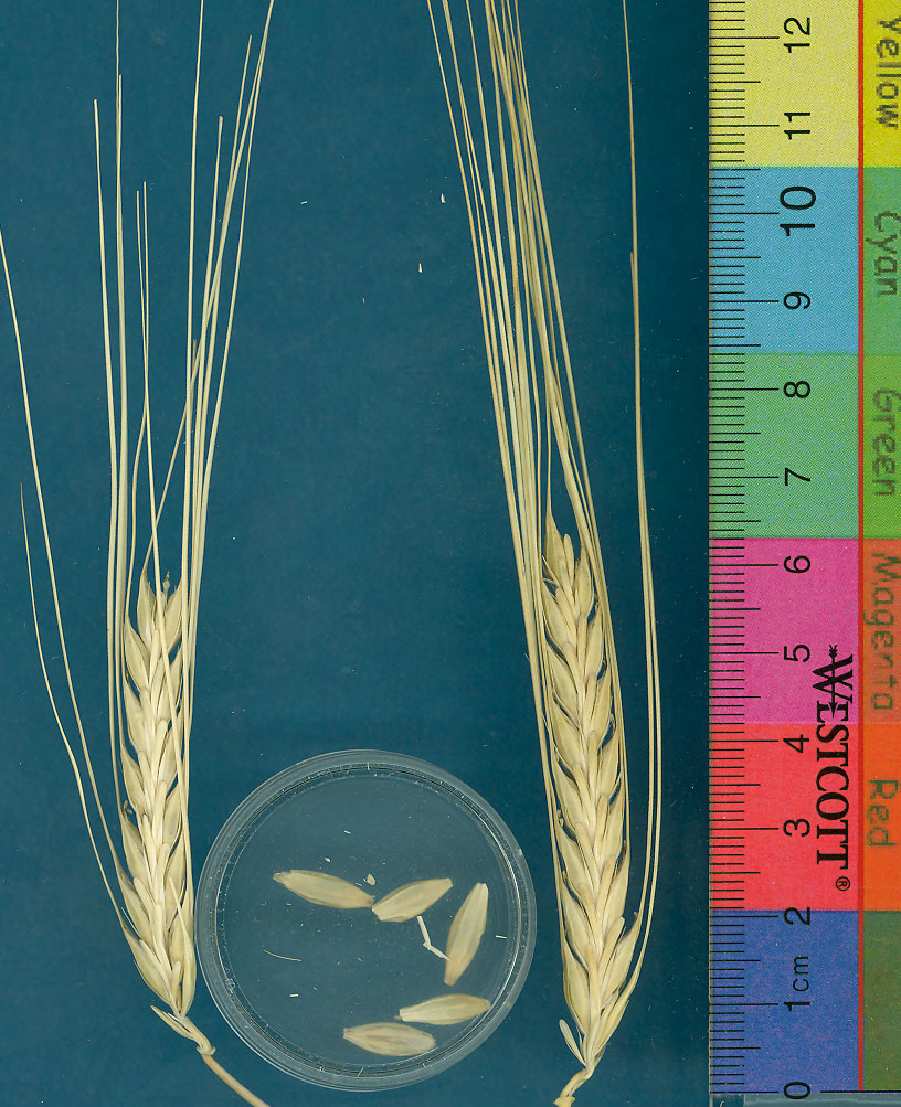 Click for 2 image(s) for this accession. KERNELS
