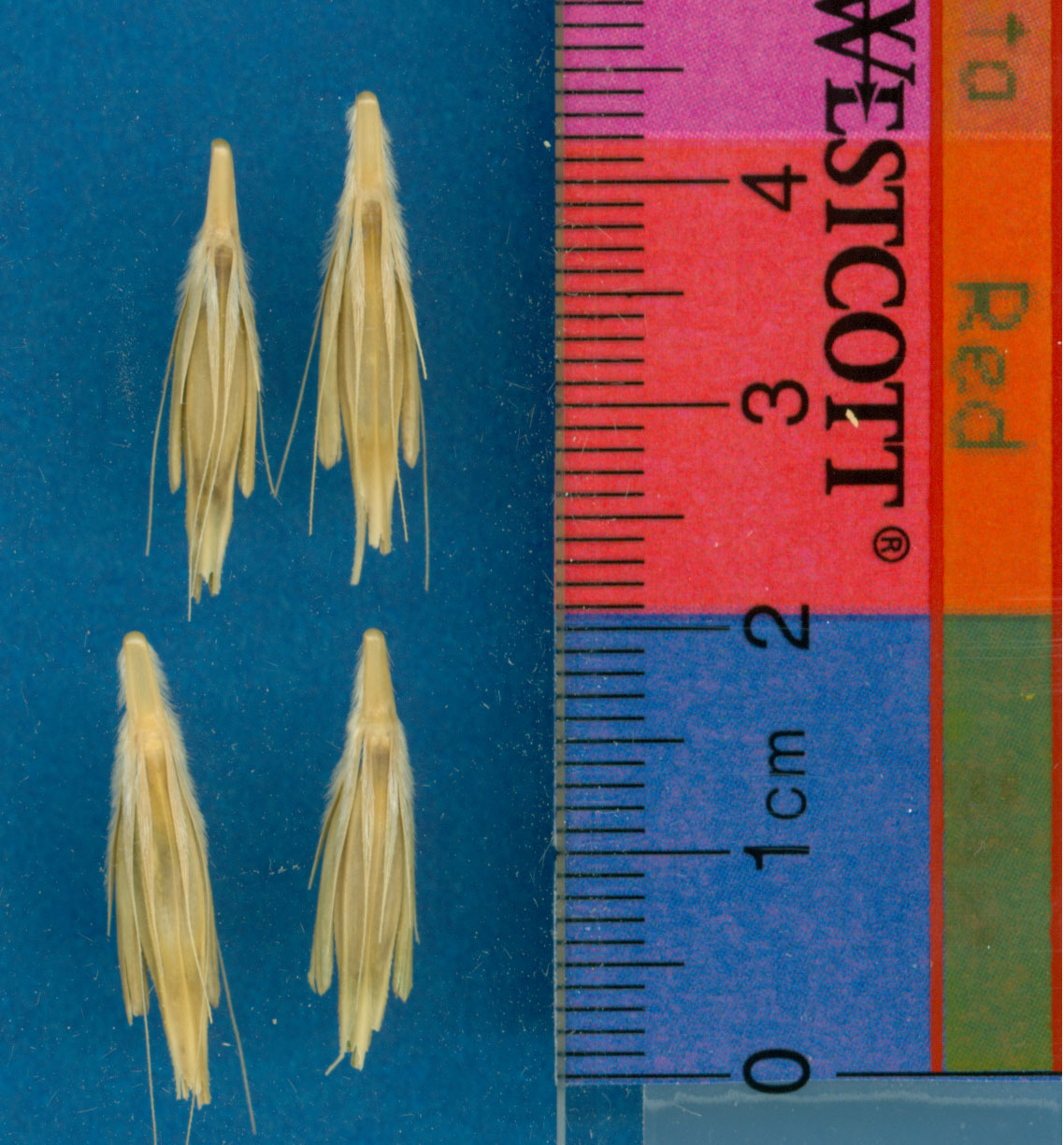 Click for 1 image(s) for this accession. KERNELS