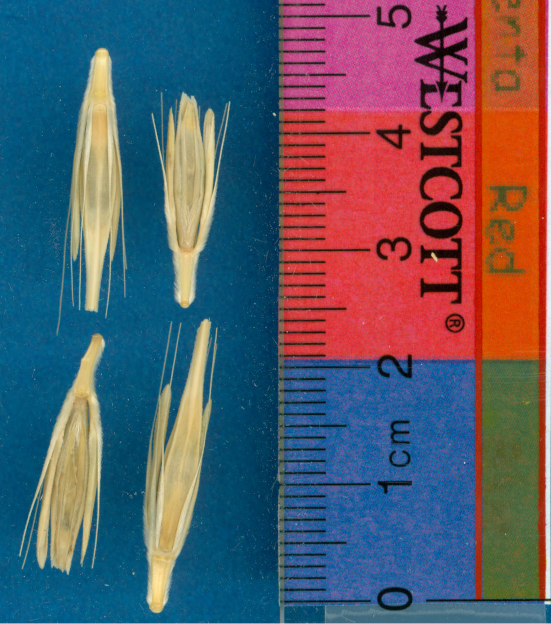 Click for 1 image(s) for this accession. KERNELS