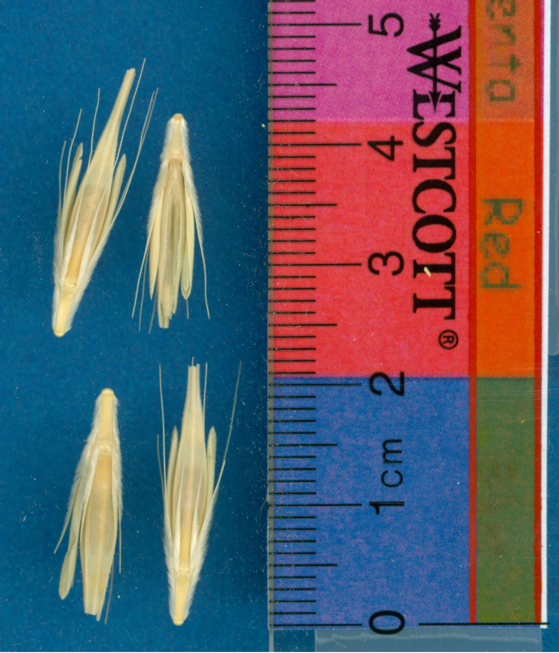 Click for 1 image(s) for this accession. KERNELS