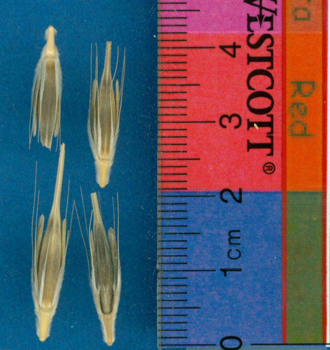 Click for 1 image(s) for this accession. KERNELS