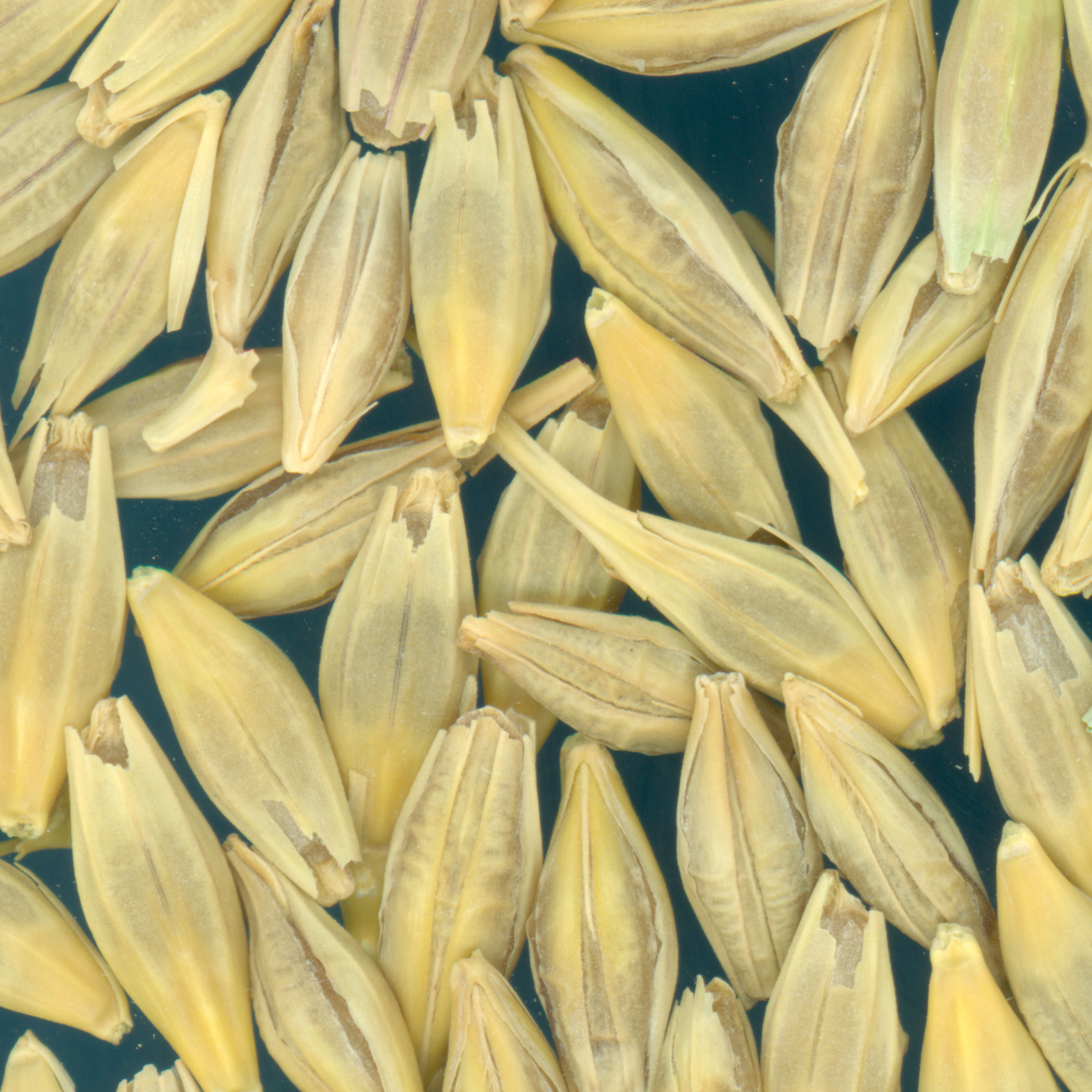 KERNELS