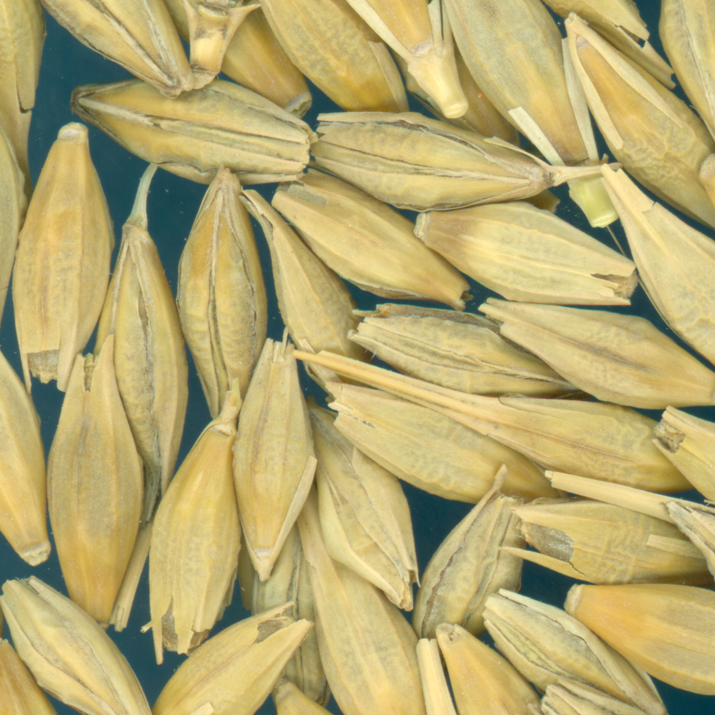 KERNELS