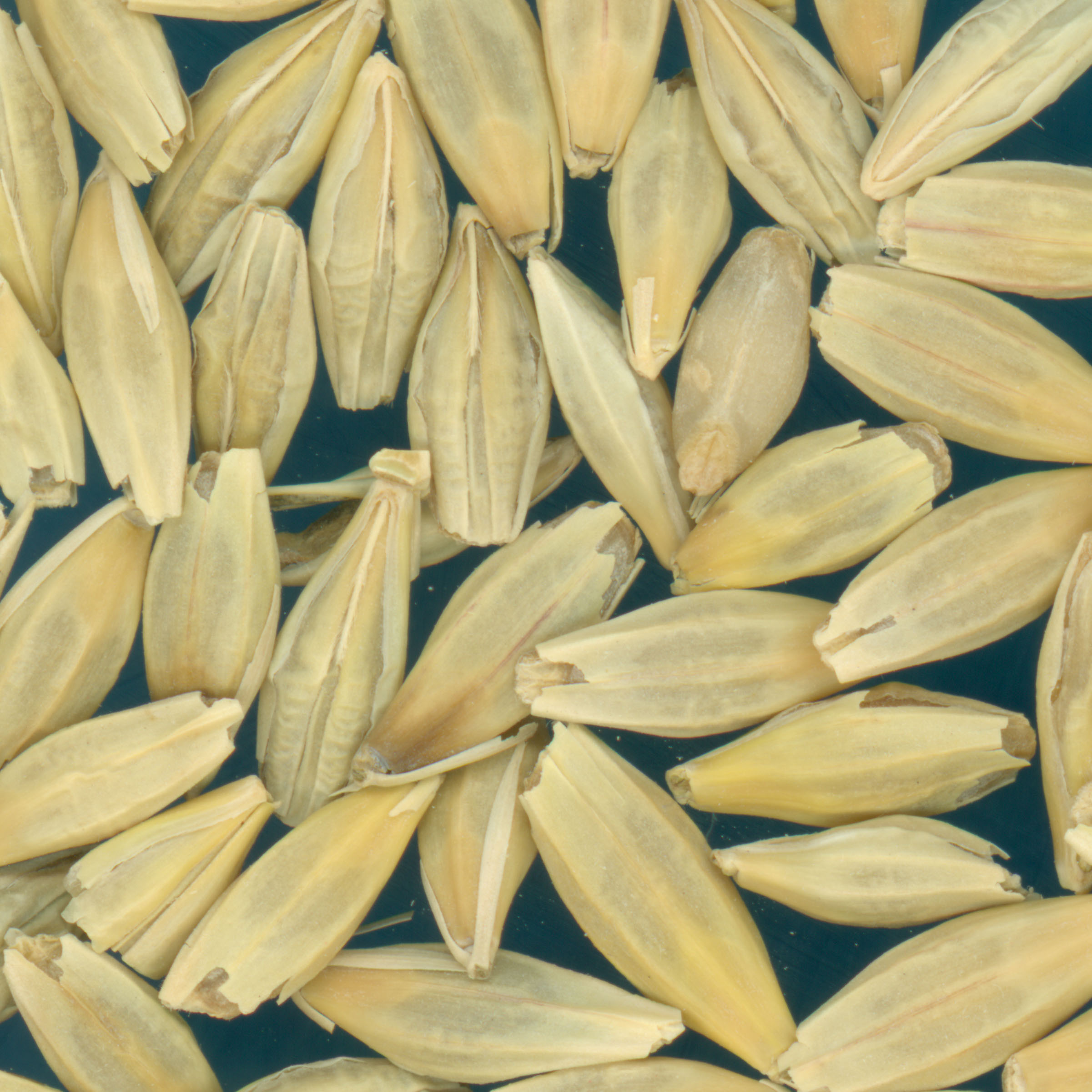KERNELS