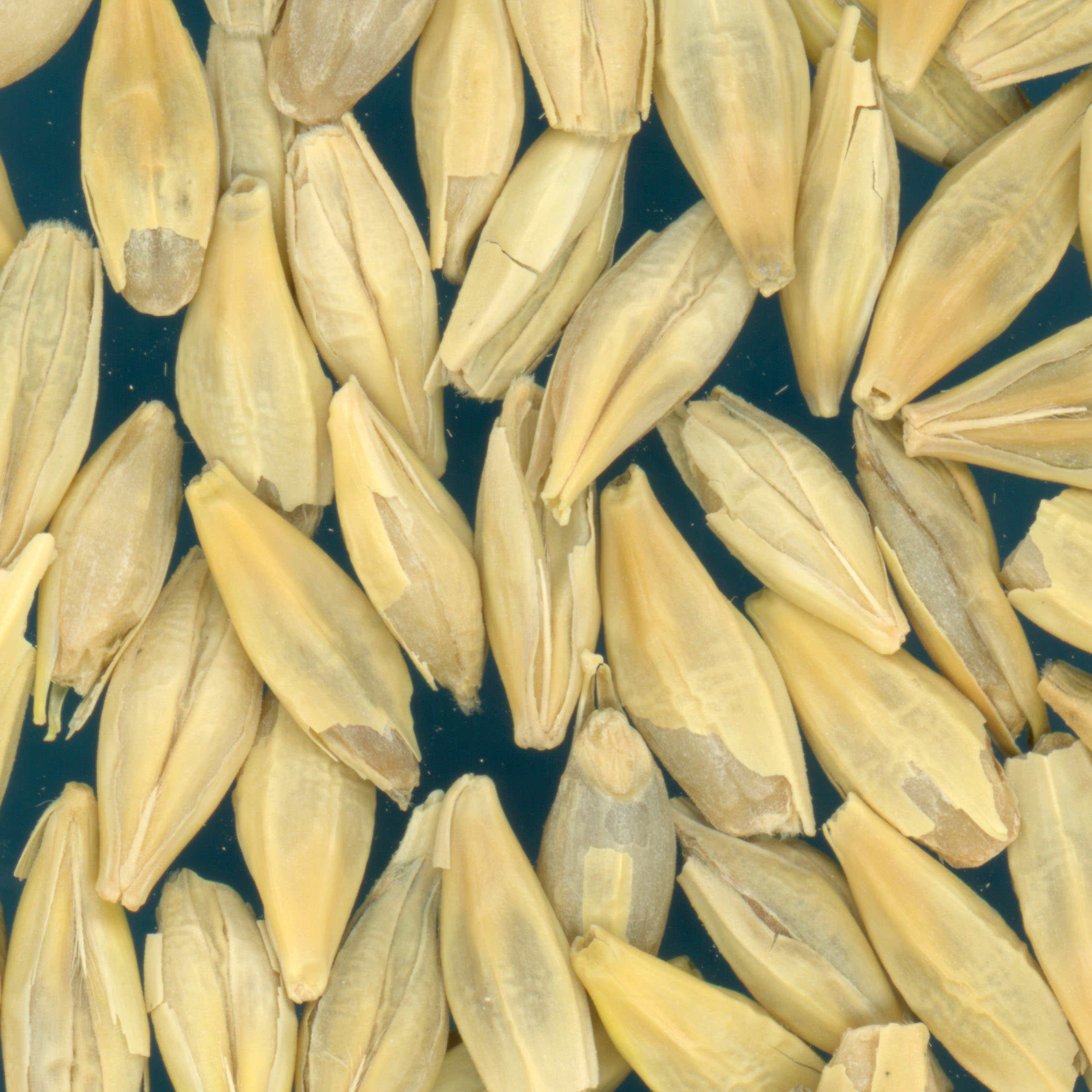 KERNELS