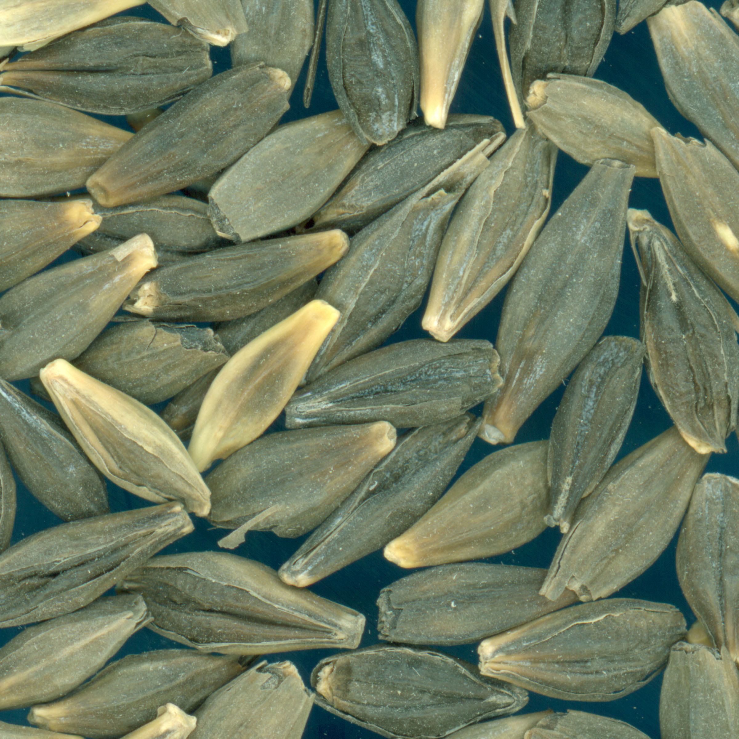 Click for 2 image(s) for this accession. KERNELS