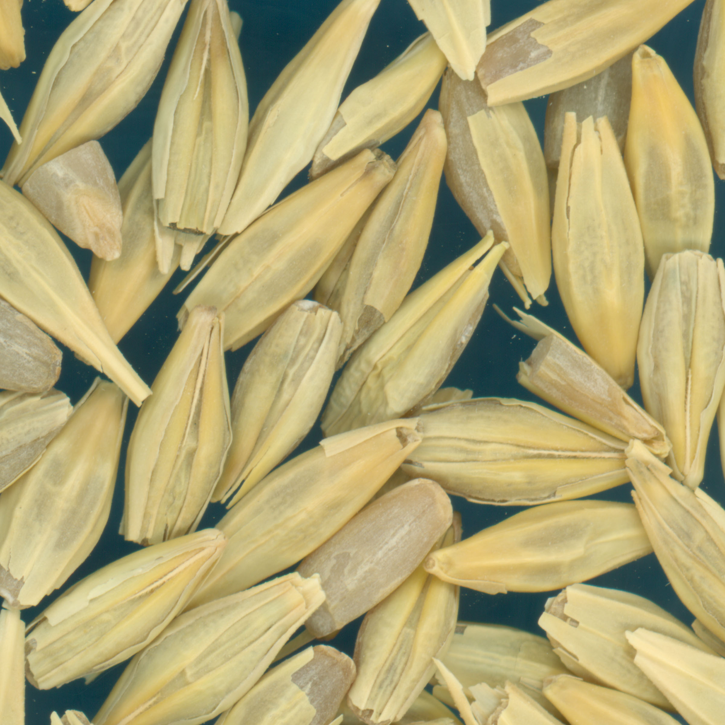 Click for 2 image(s) for this accession. KERNELS
