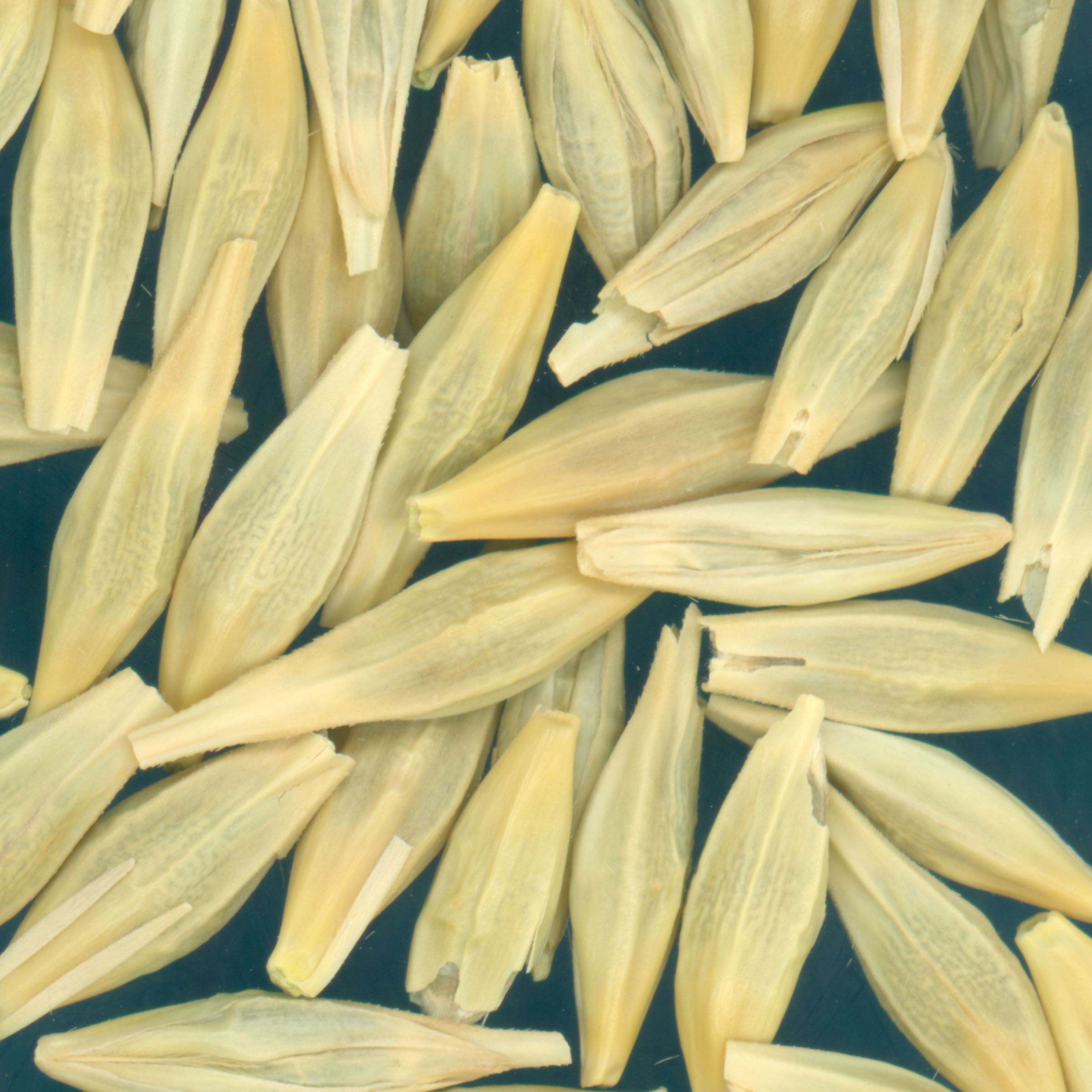 Click for 3 image(s) for this accession. KERNELS