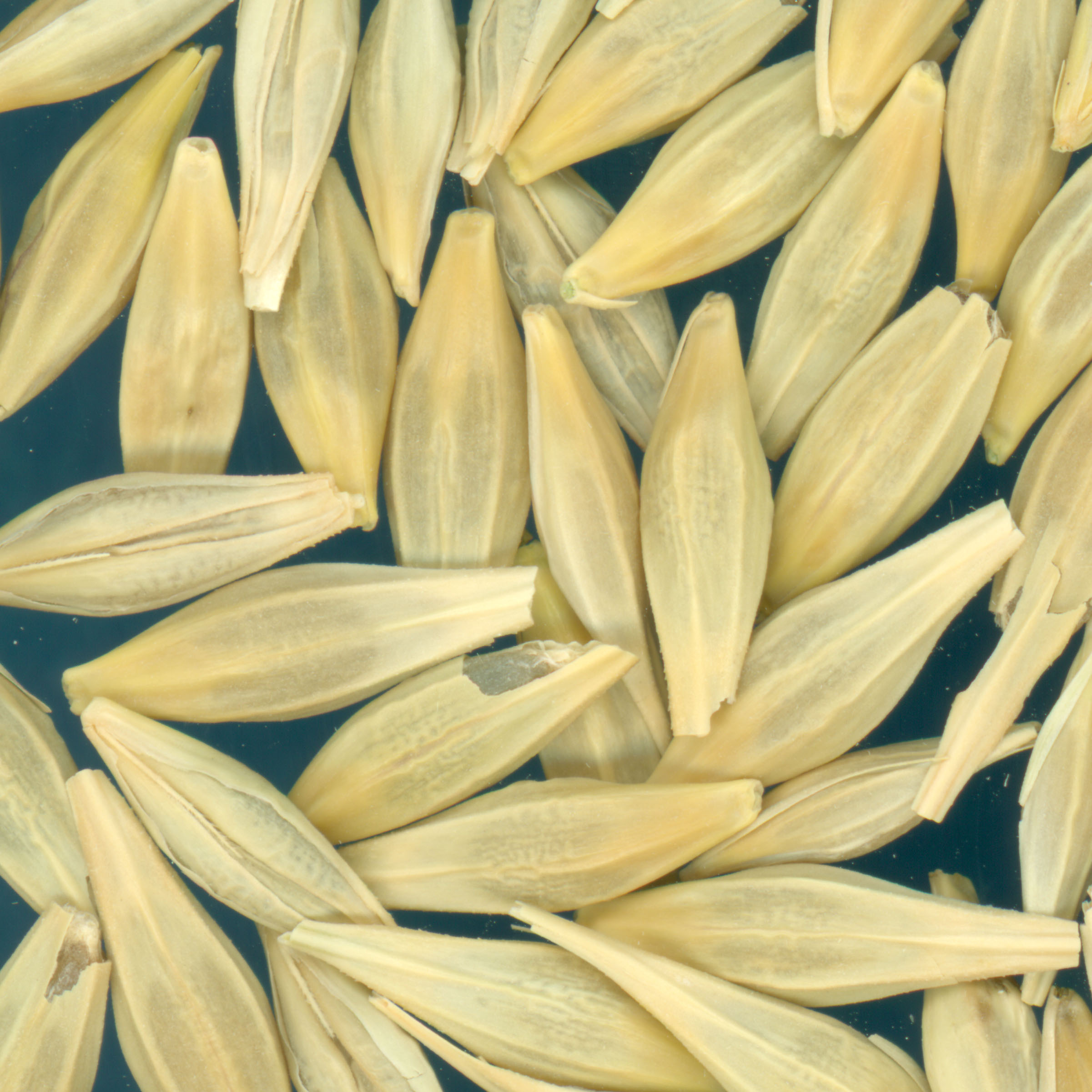 Click for 2 image(s) for this accession. KERNELS