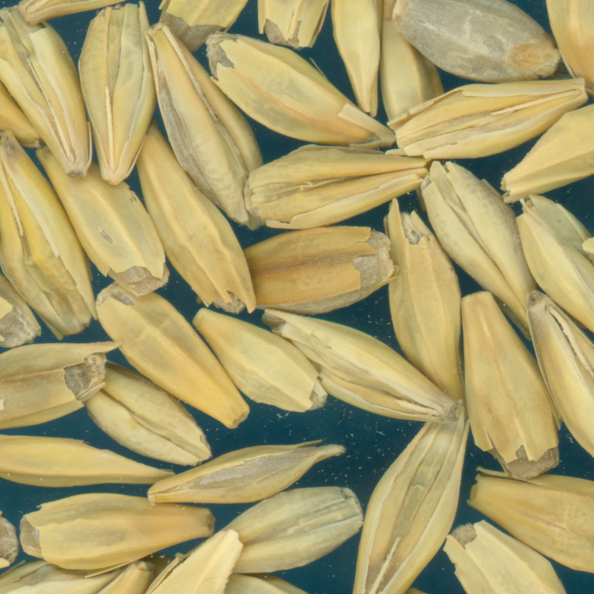 KERNELS