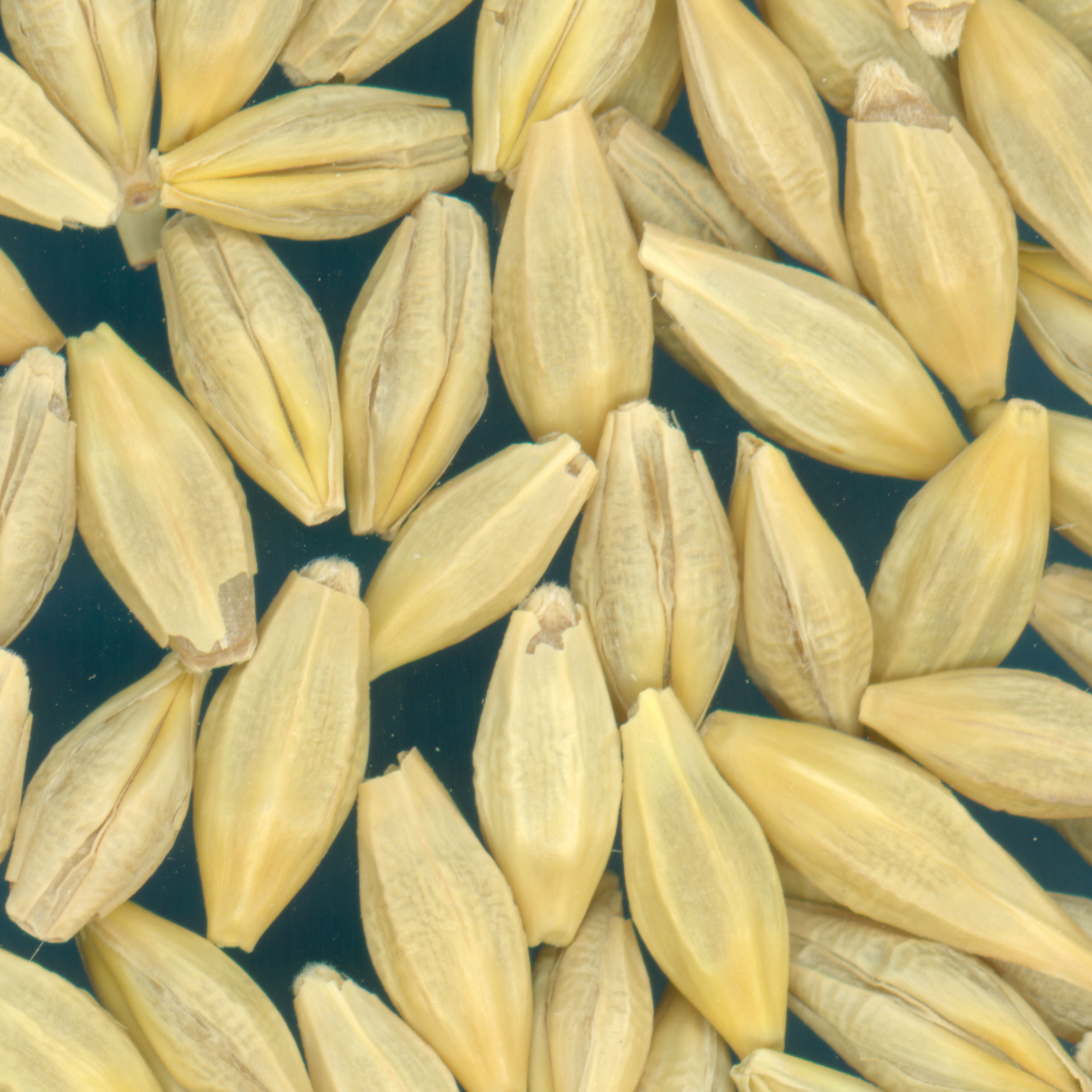 KERNELS