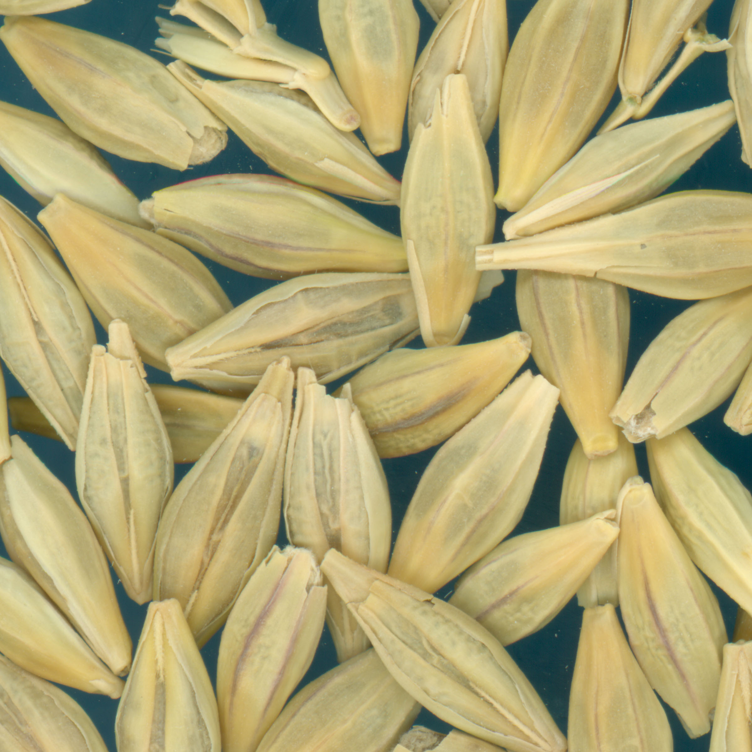 KERNELS