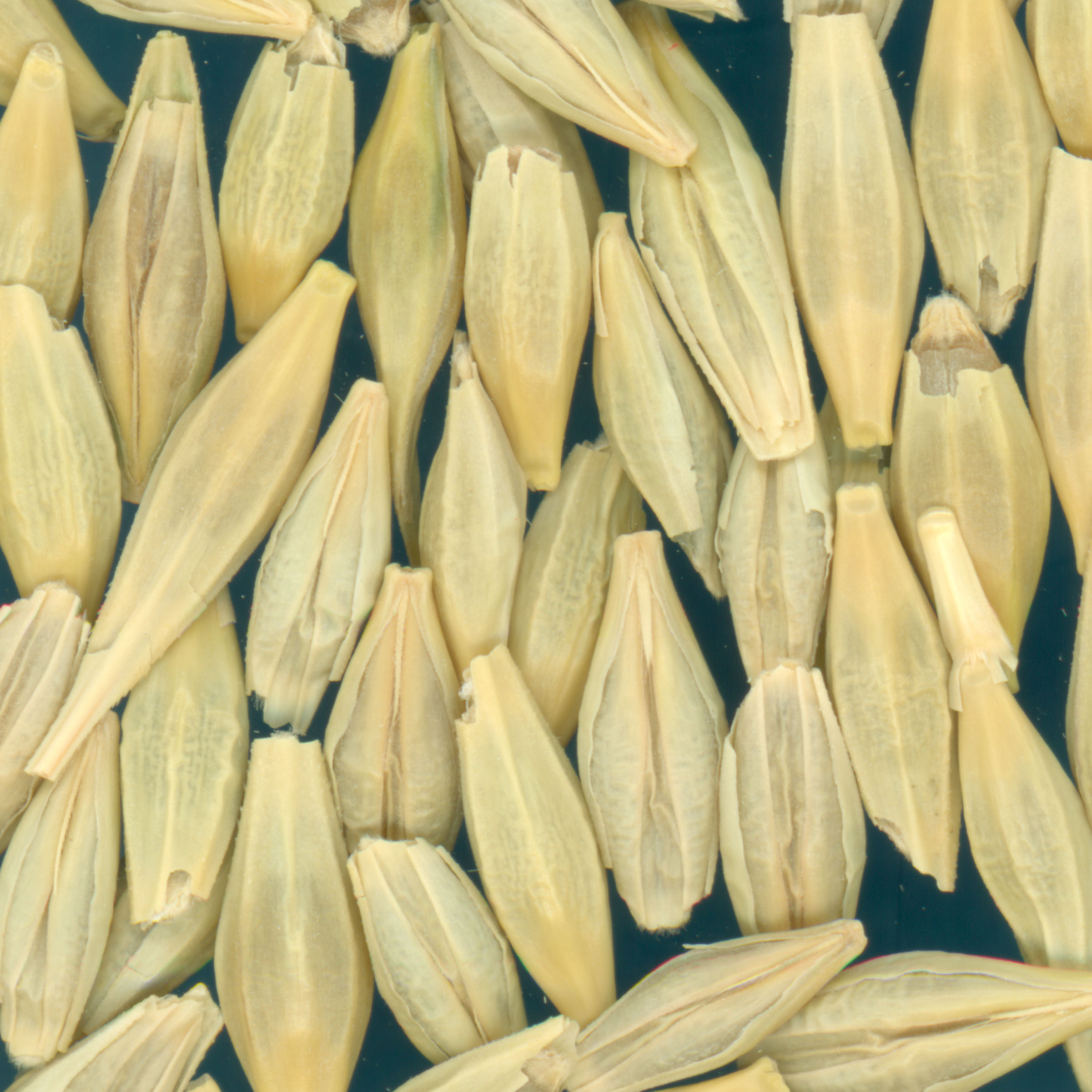 KERNELS