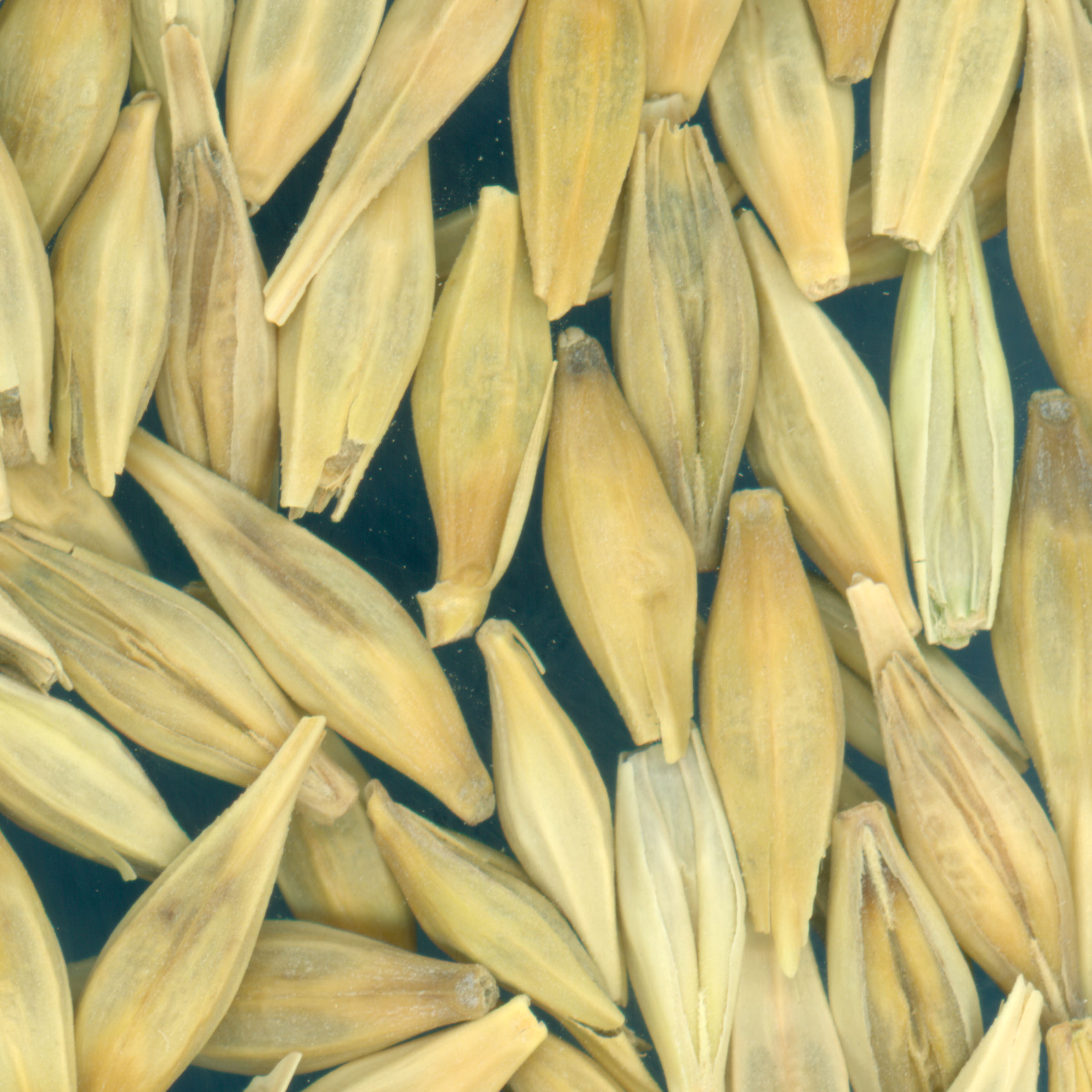 KERNELS