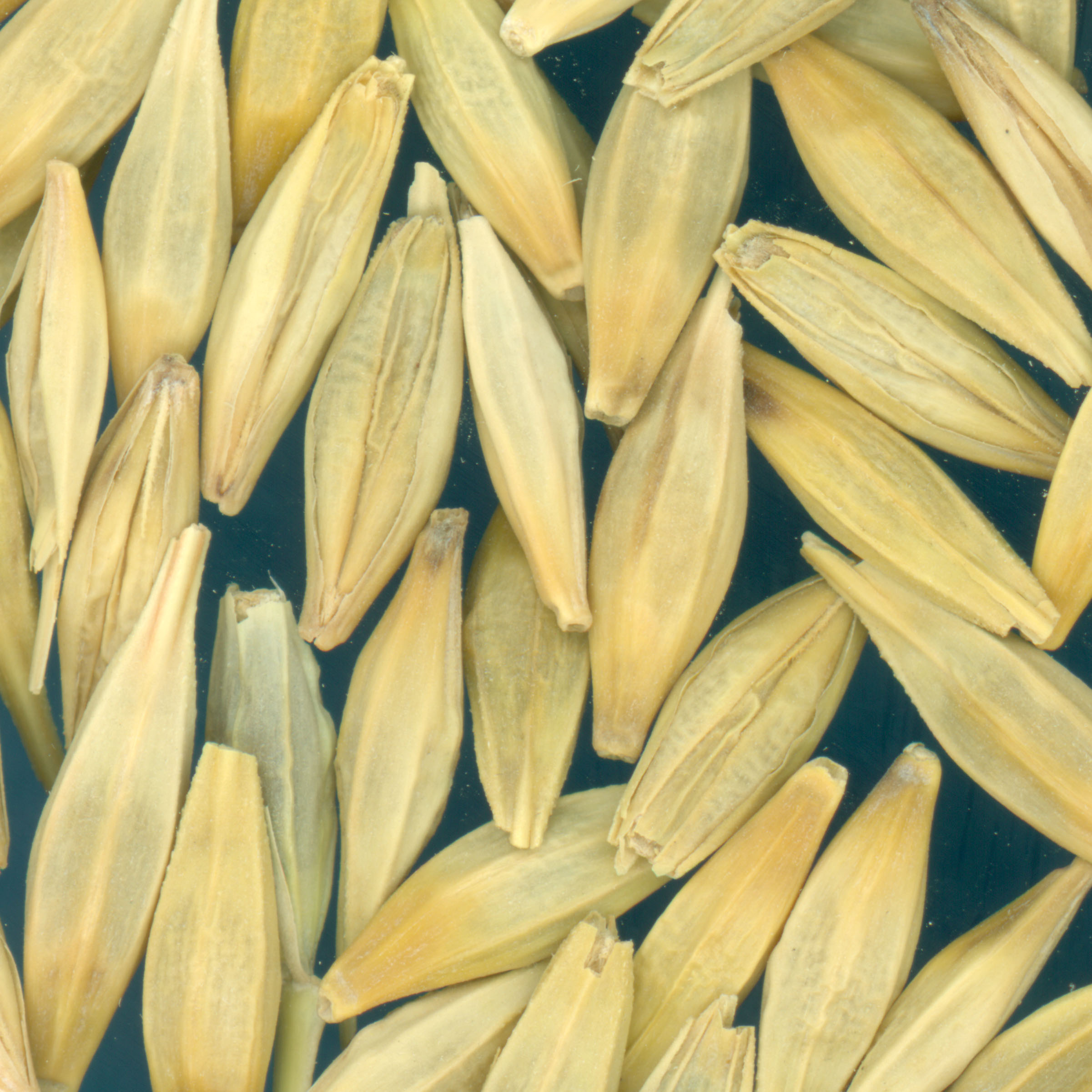 KERNELS