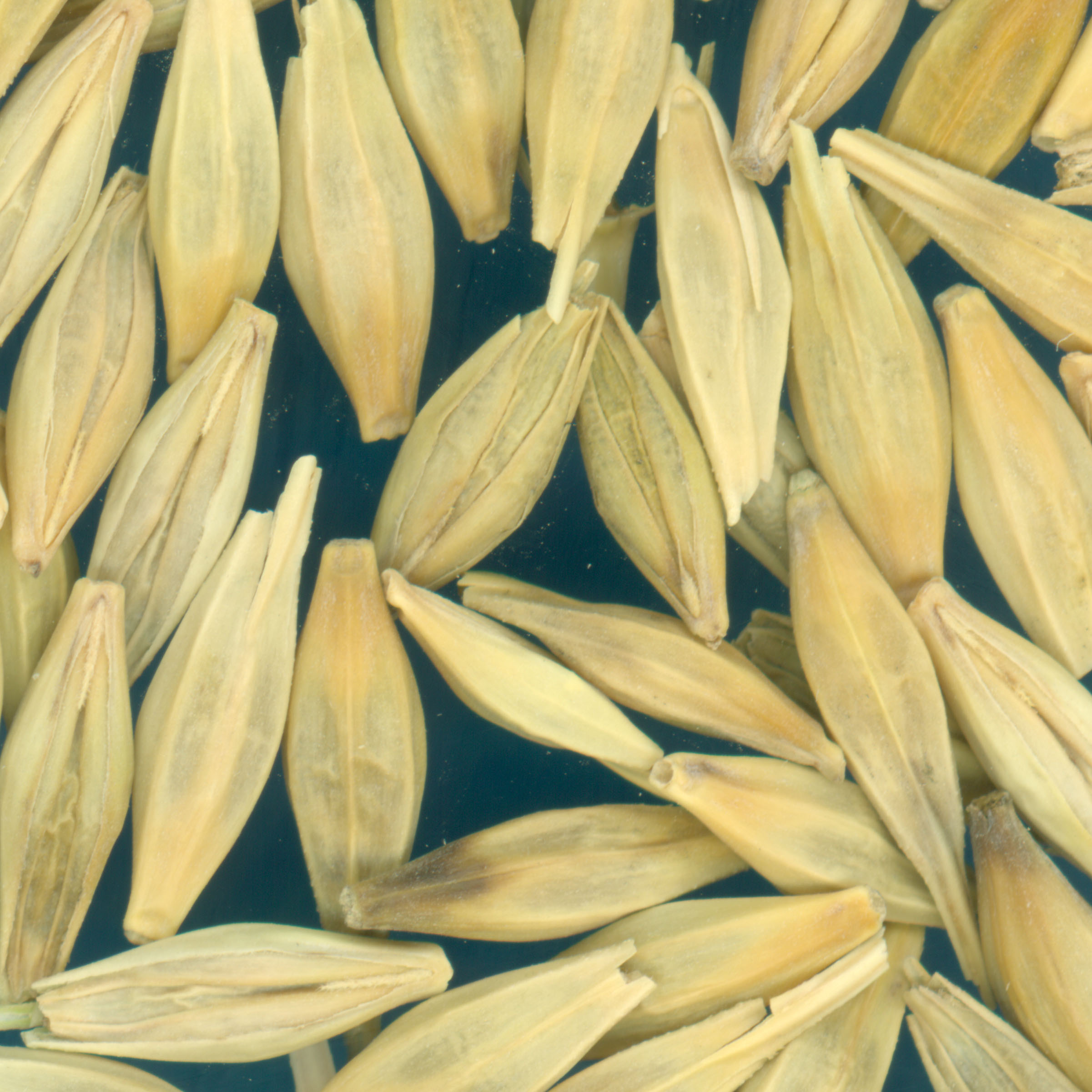 KERNELS