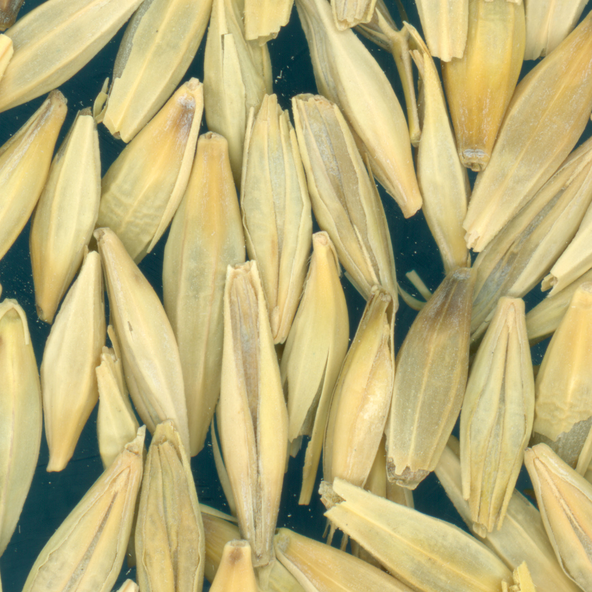 KERNELS