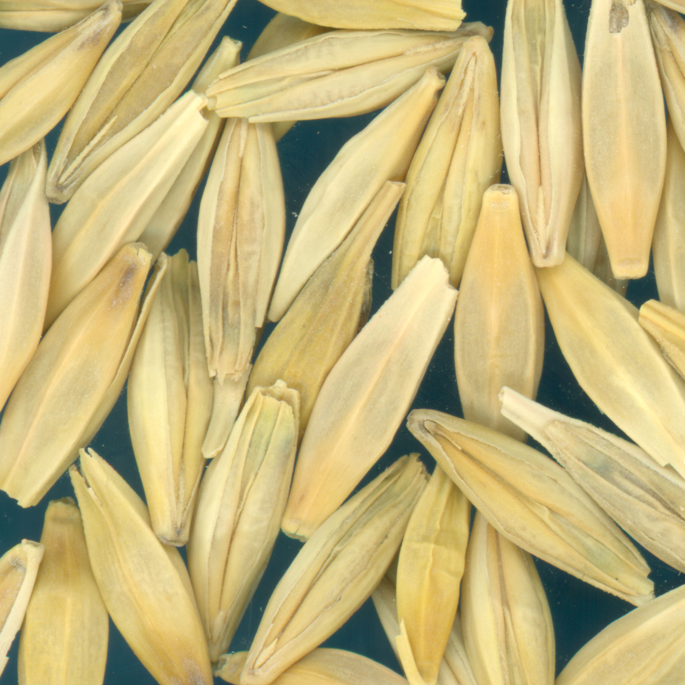 KERNELS
