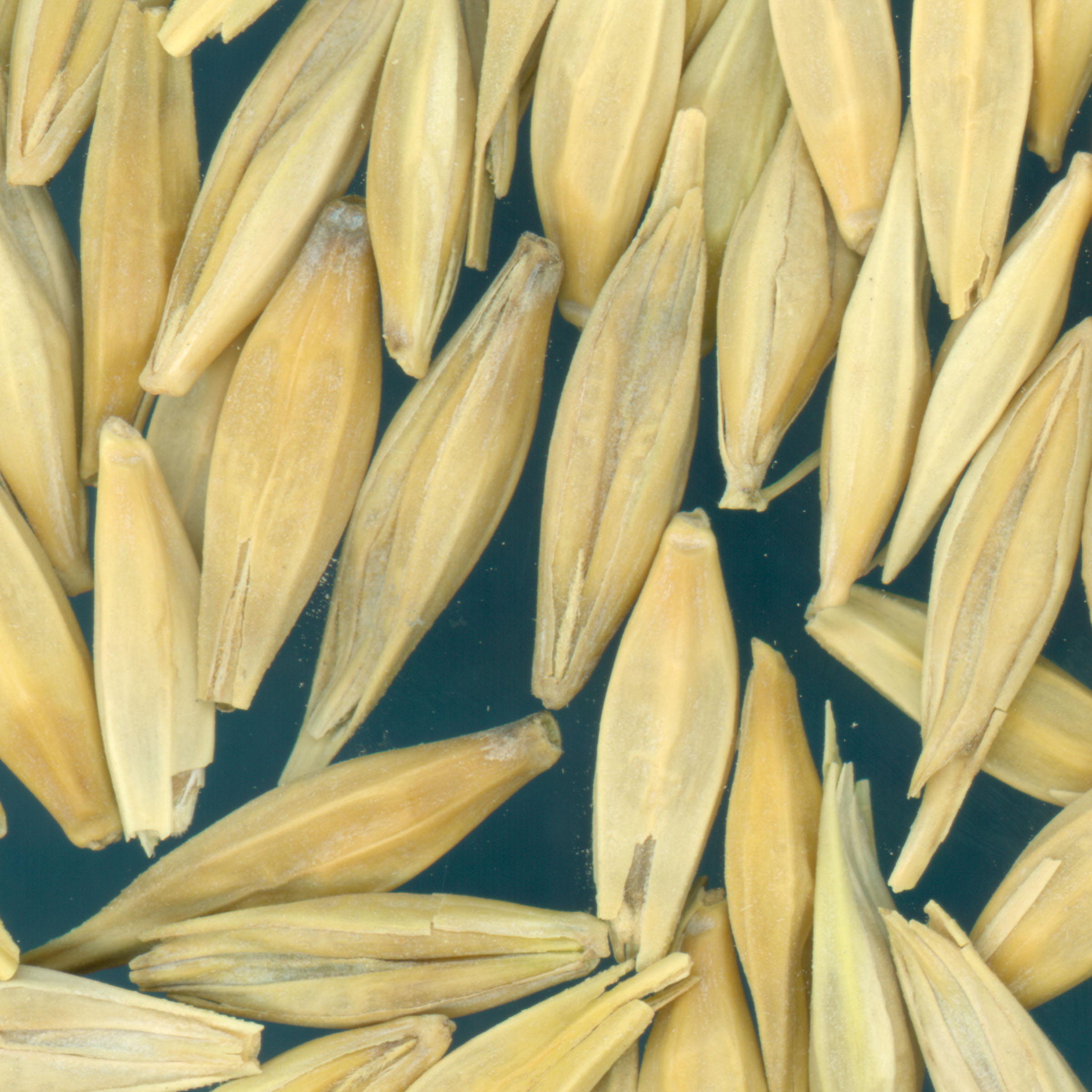 KERNELS