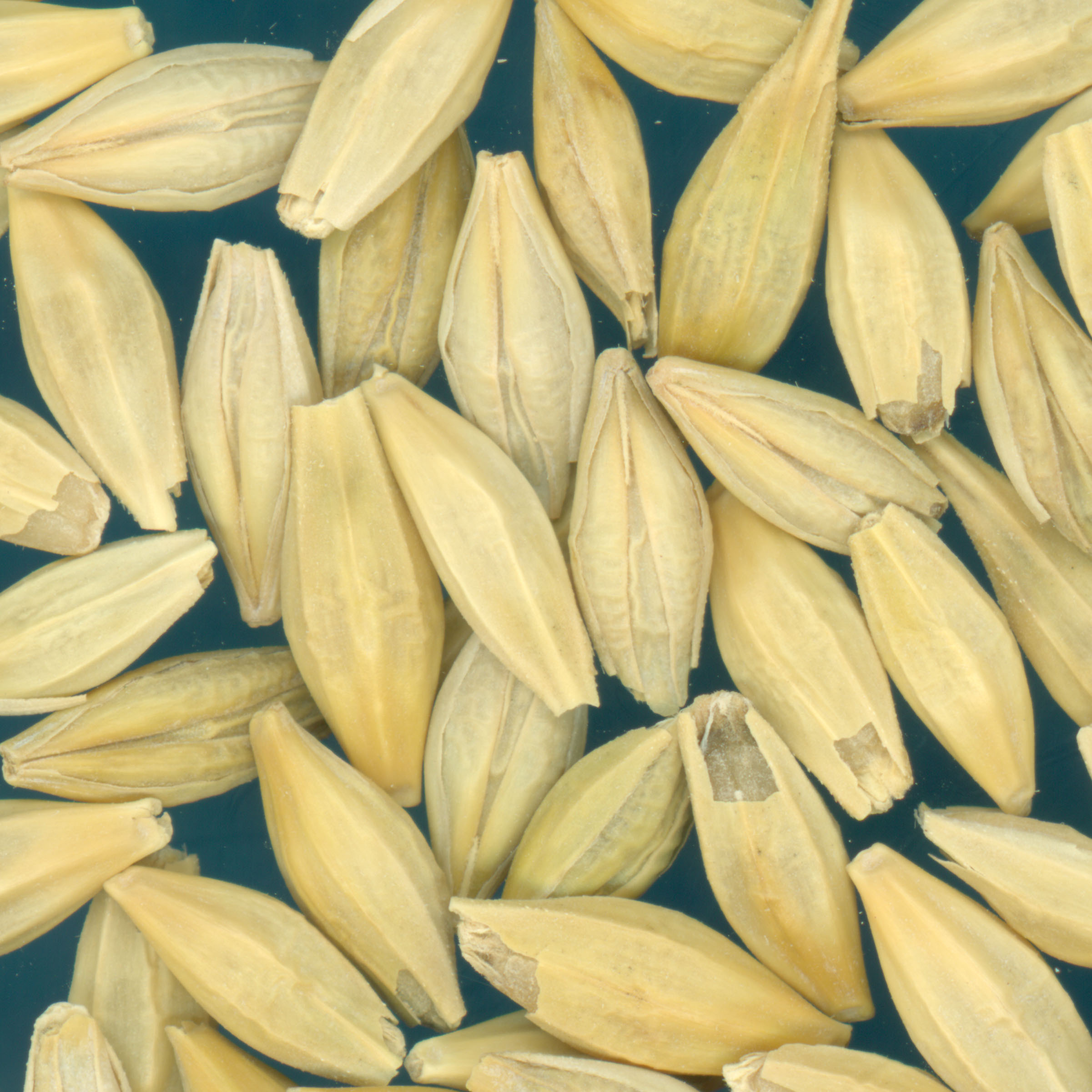 KERNELS
